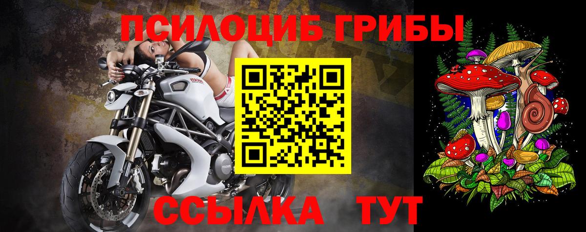Галлюциногенные грибы Cubensis Пятигорск